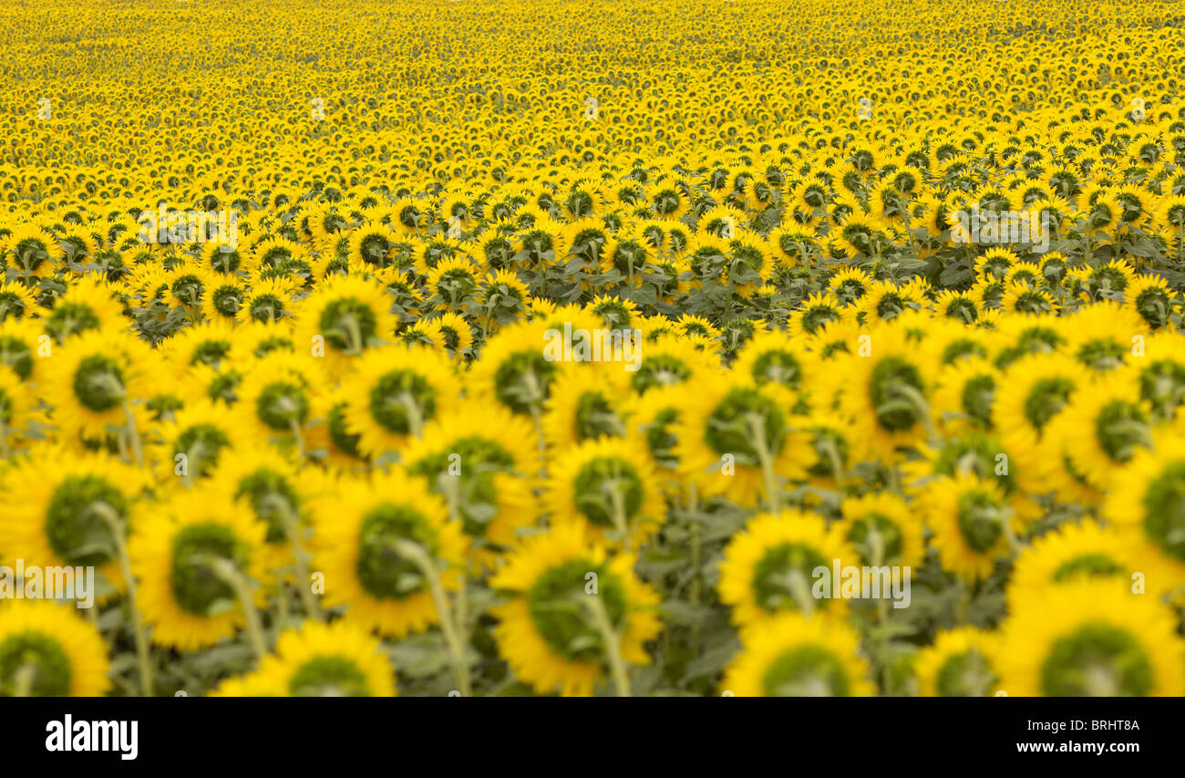 field of sunflowers, MecklenburgVorpommern,Germany Stock Photo Alamy
