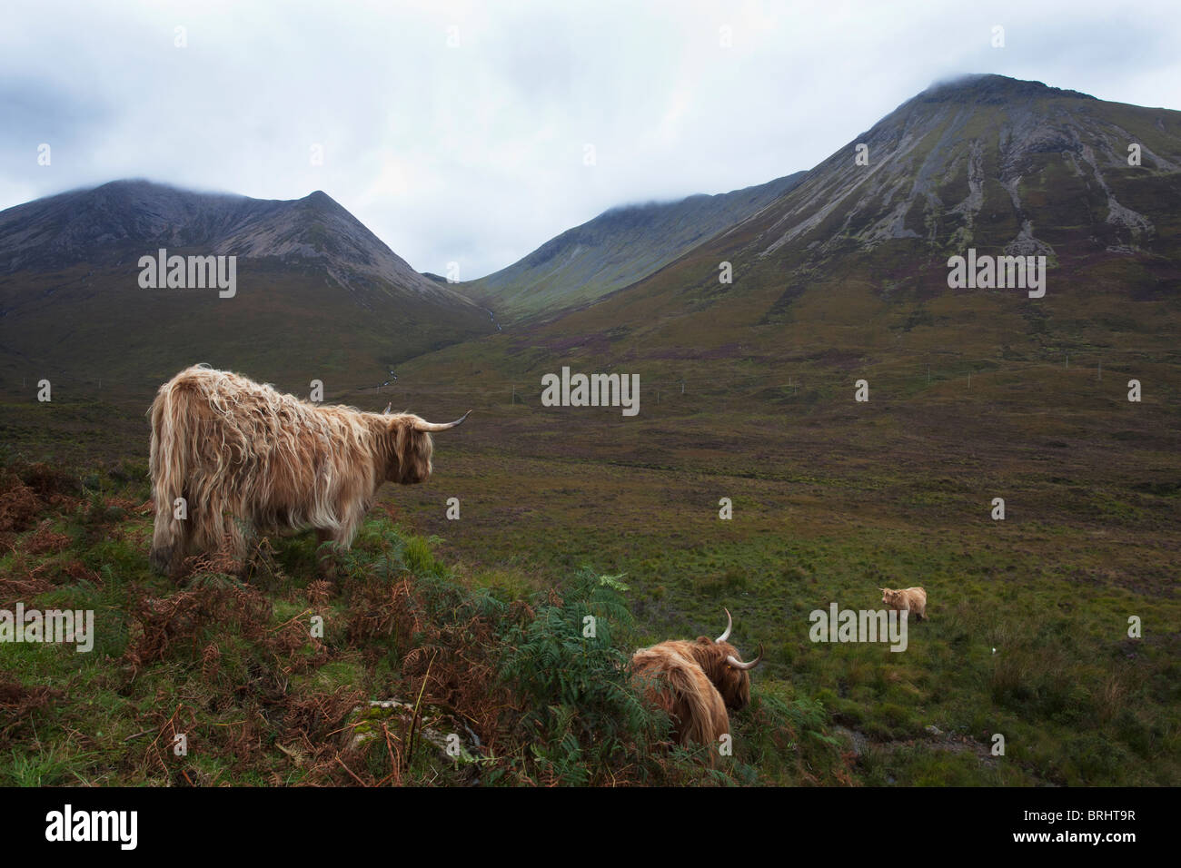 Highland cattle in front of the Cuillins mountains, isle of Skye, outer ...