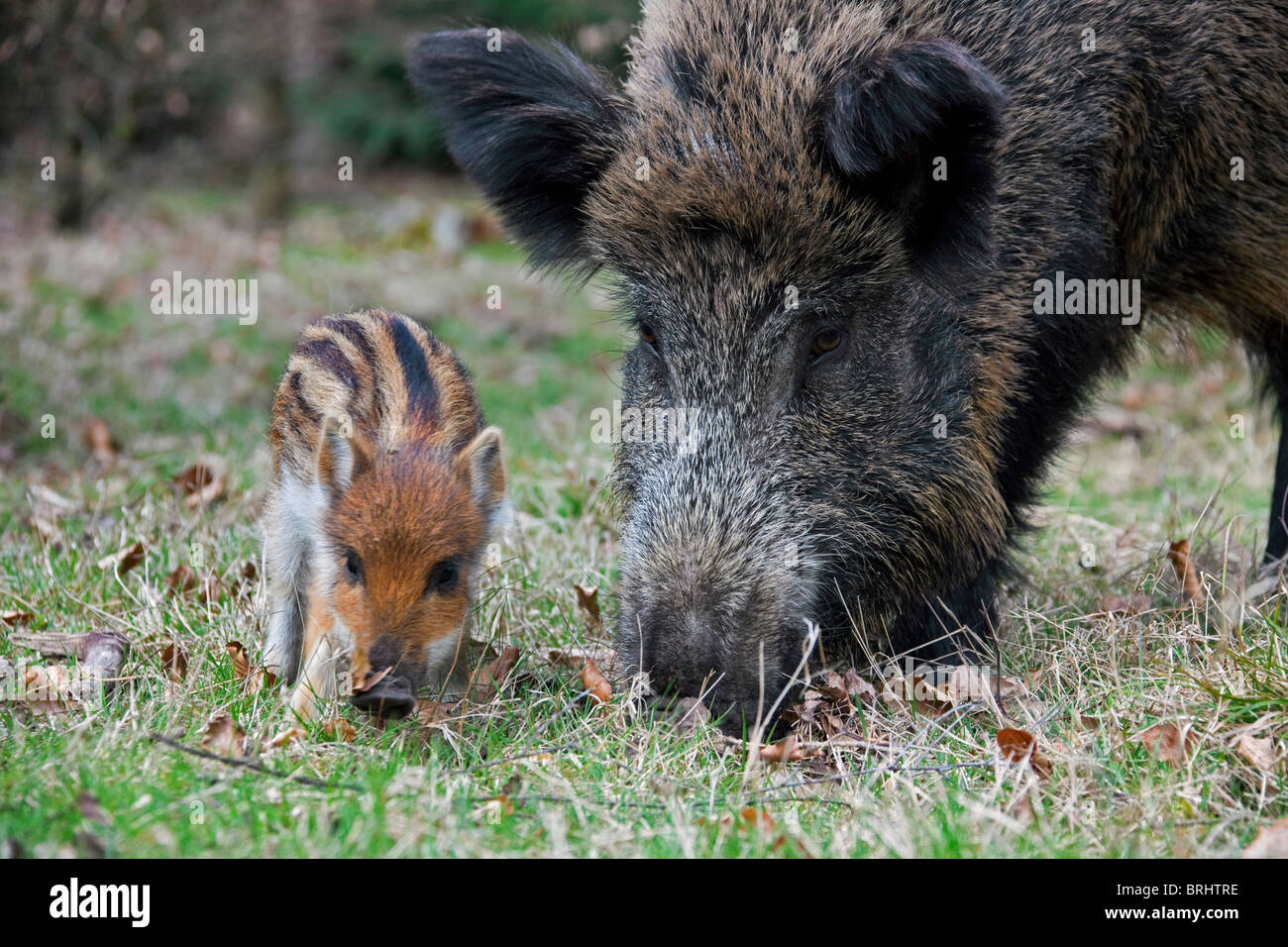 Wild boar (Sus scrofa) sow with piglet foraging in forest in spring, Germany Stock Photo