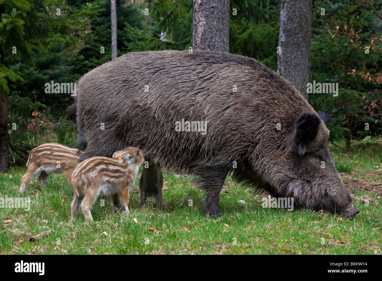 Piglets In Spring Wild boar (Sus scrofa) sow suckling piglets in spring spring, Germany ...