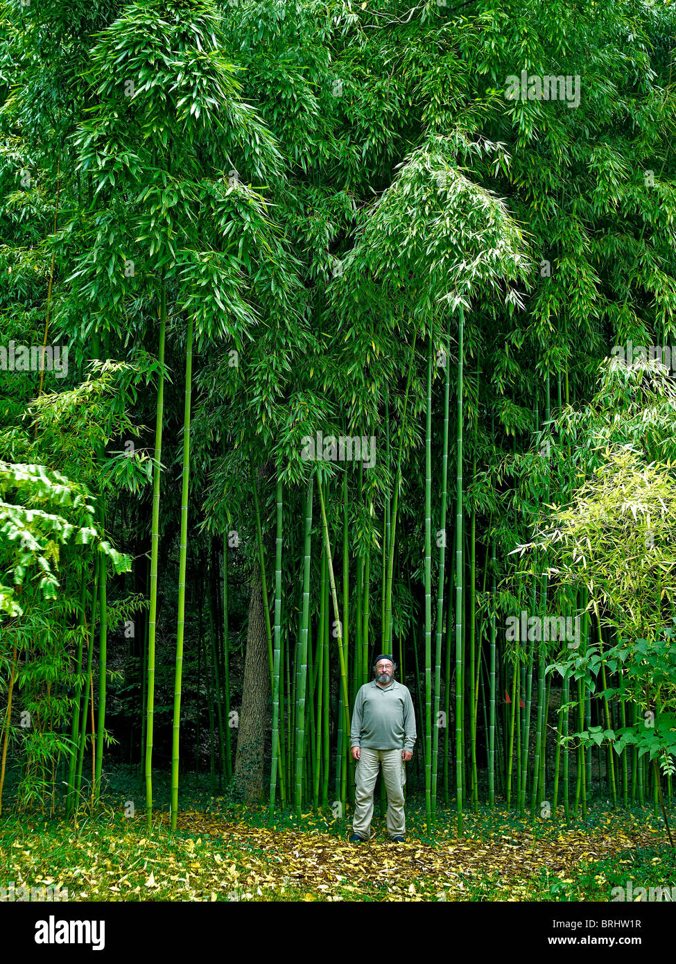 The fast growing bamboo Phyllostachys viridiglaucescens with human