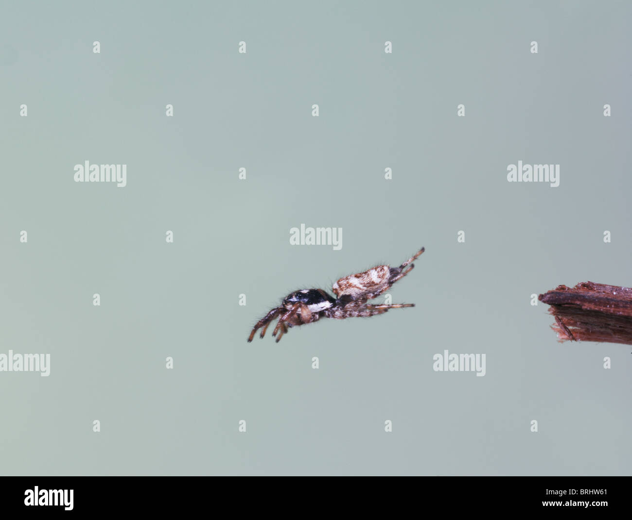 Zebra jumping spider ( Salticus scenicus ) Jumping Stock Photo