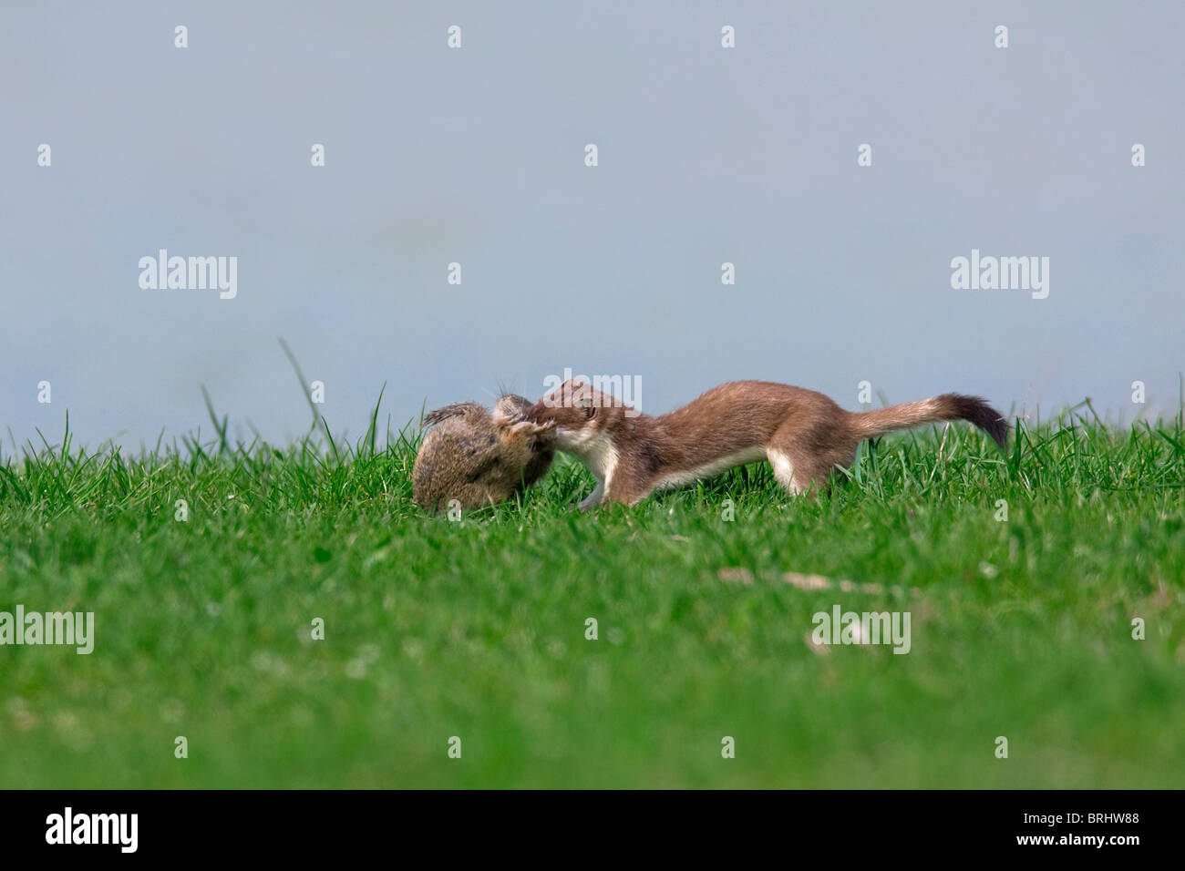 European Stoat / Ermine (Mustela erminea) with killed European Ground Squirrel (Citellus citellus) Austria Stock Photo