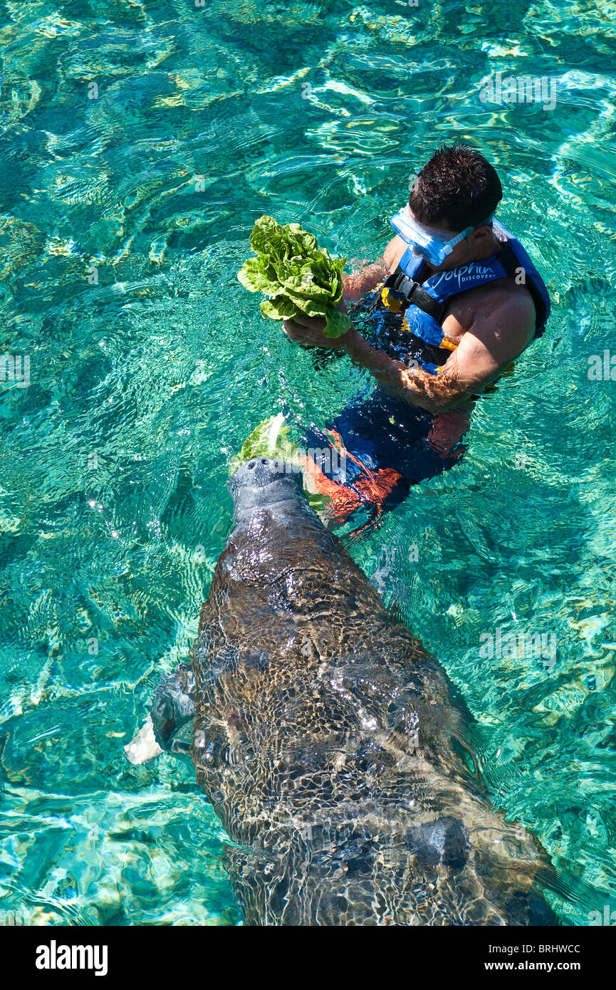 Mexico, Cozumel. Dolphin Discovery at Chankanaab Park, Isla de Cozumel ( Cozumel Island Stock Photo - Alamy