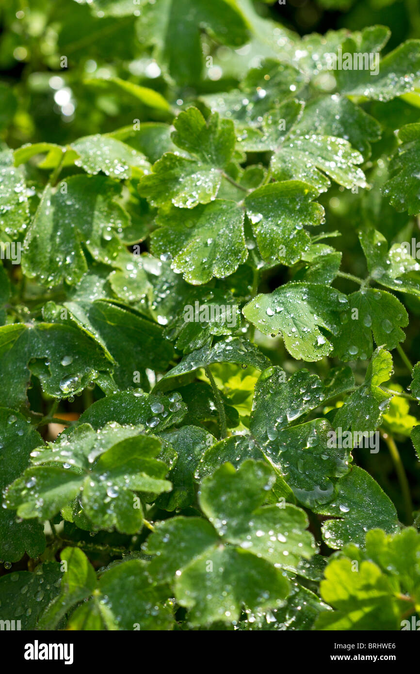 Raindrops on Sedum leaves in autumn in UK Stock Photo