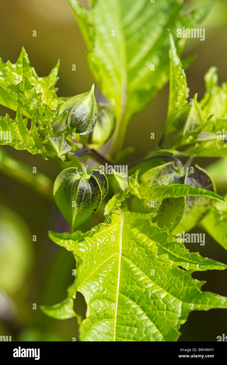 Black-mottled calyces of the Shoo Fly Plant (Nicandra physalodes) in autumn in UK Stock Photo
