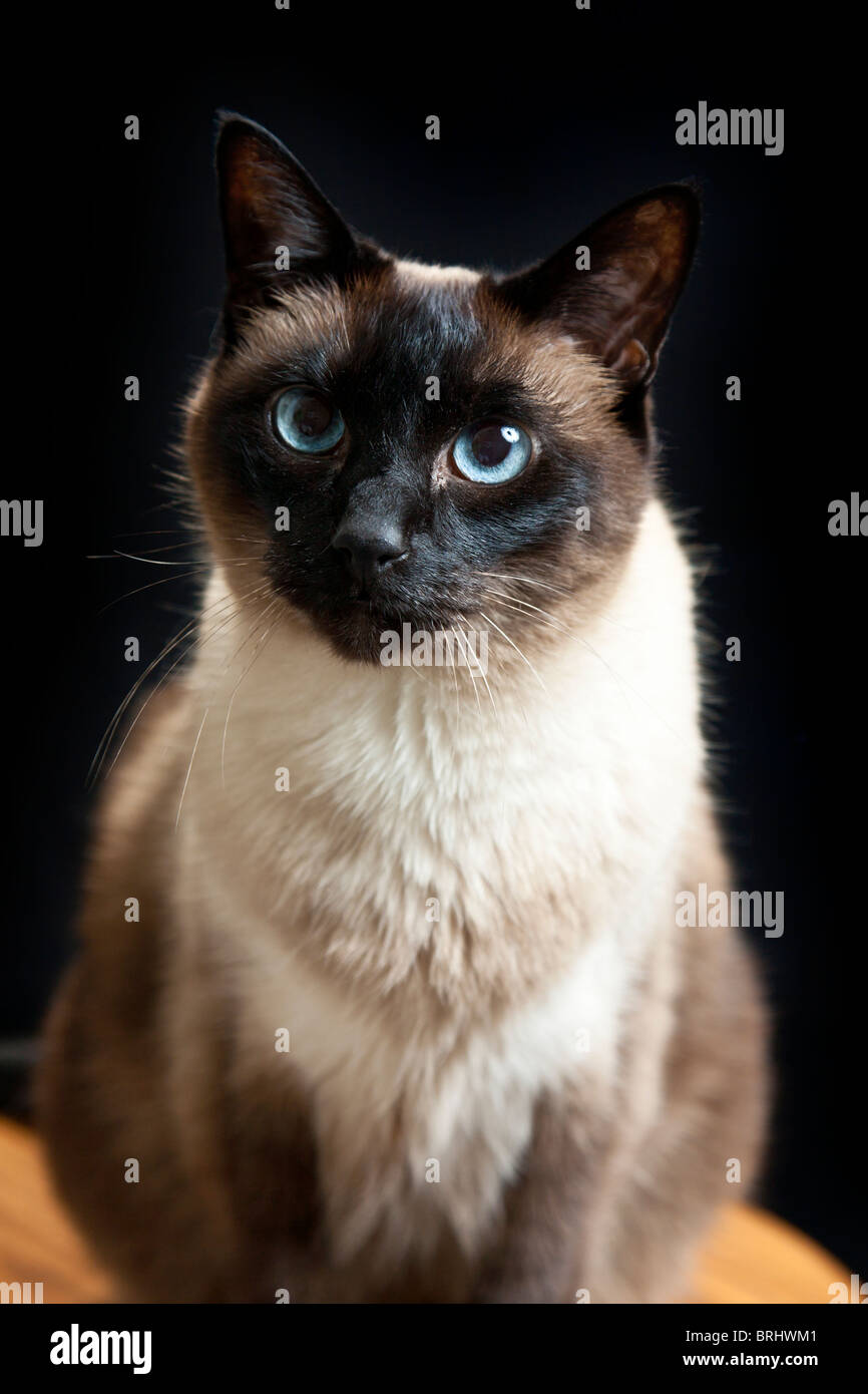 Seal Point Siamese cat sitting on wooden stool Stock Photo