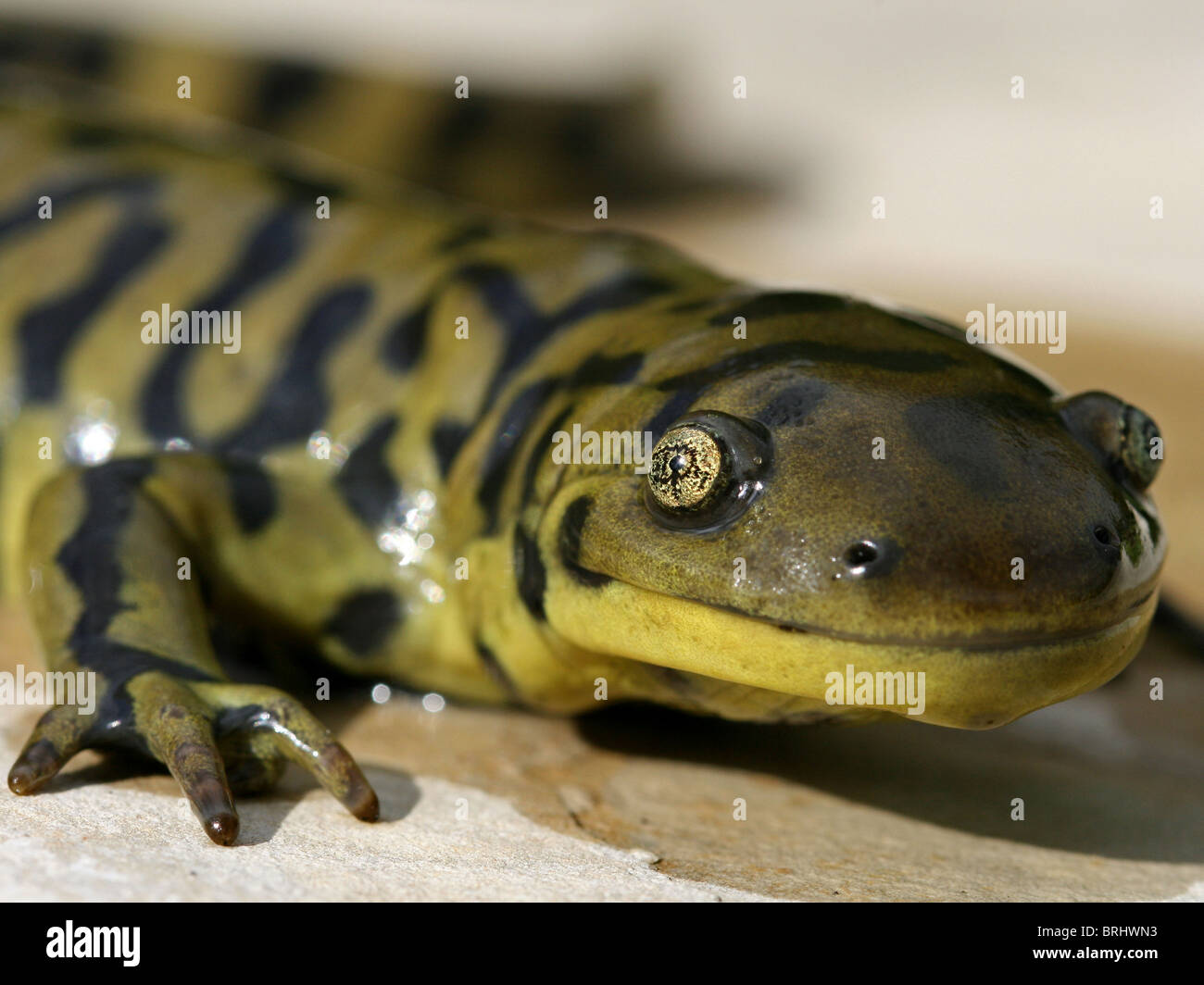 Blotched Tiger Salamander (Ambystoma mavortium melanostictum Stock