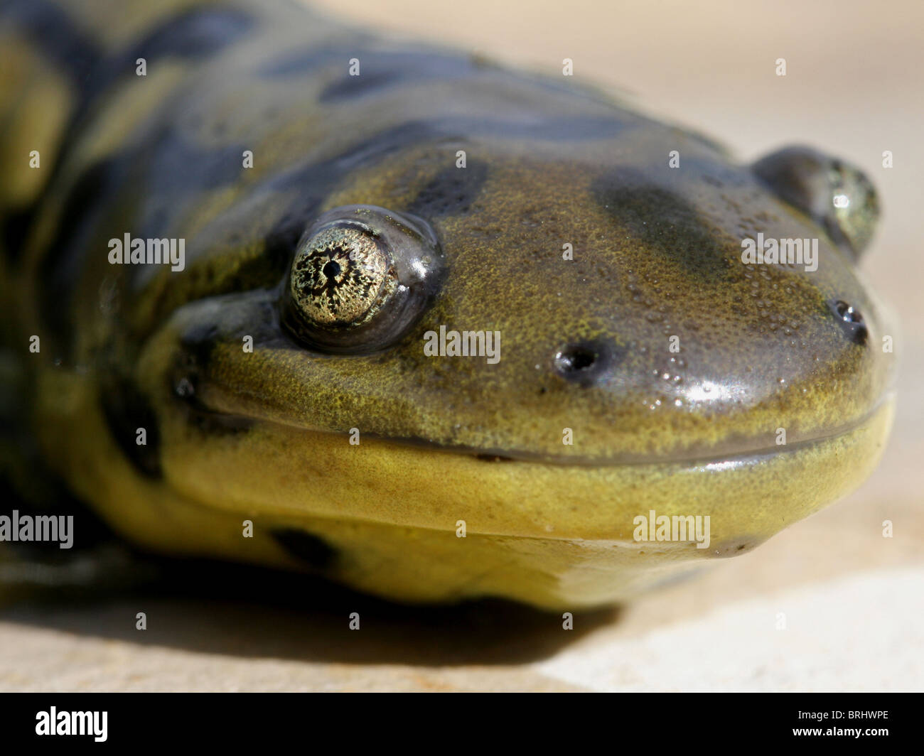 Blotched Tiger Salamander (Ambystoma mavortium melanostictum Stock