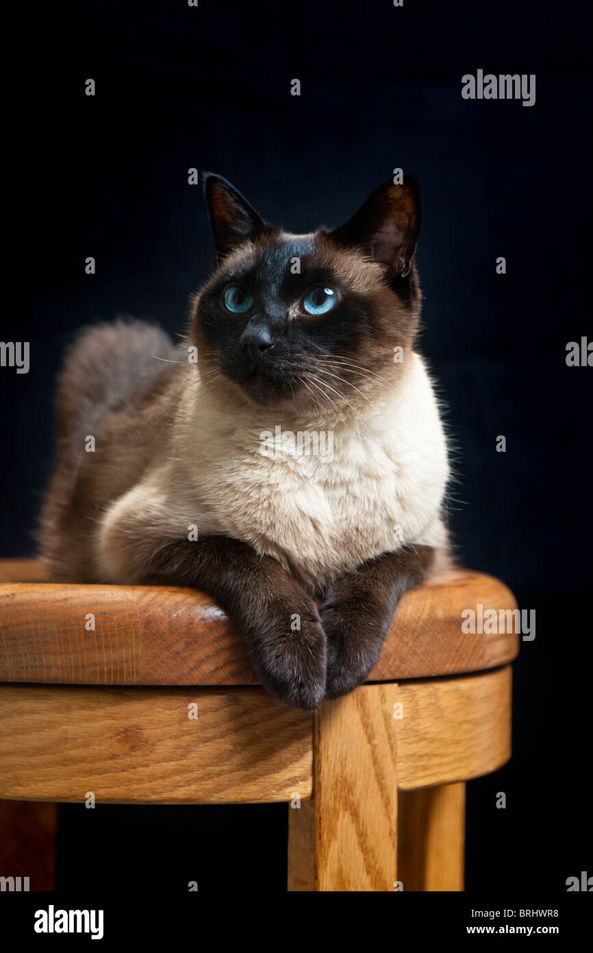 Seal point siamese cat hires stock photography and images Alamy