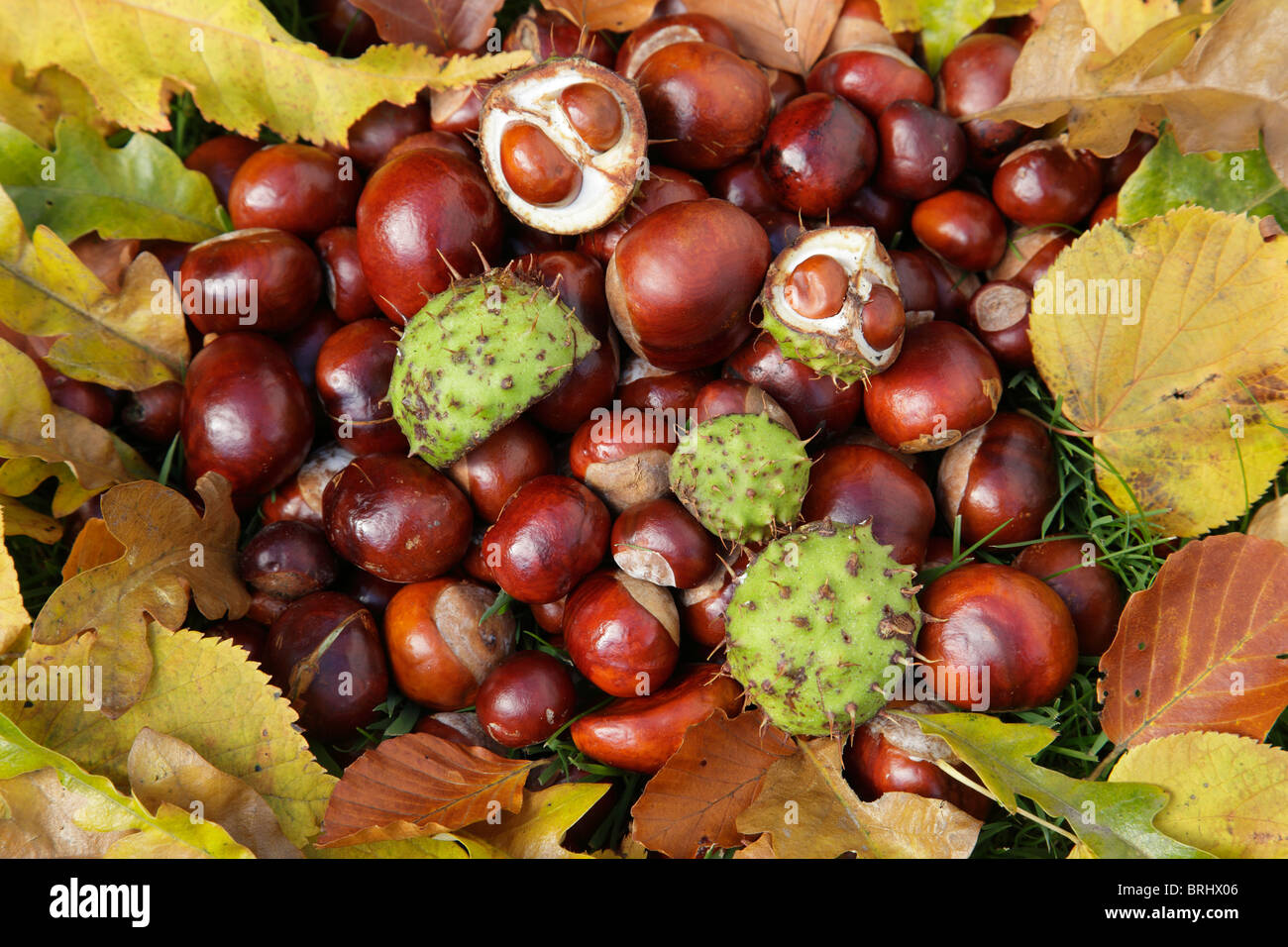 Horse chestnuts, Scotland, UK Stock Photo