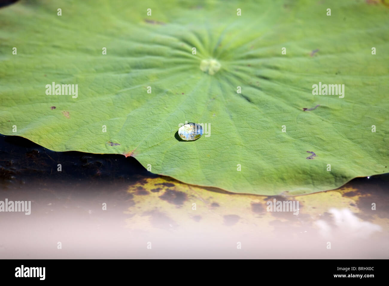 Water drop on nature water Lily leaf in the river Stock Photo - Alamy