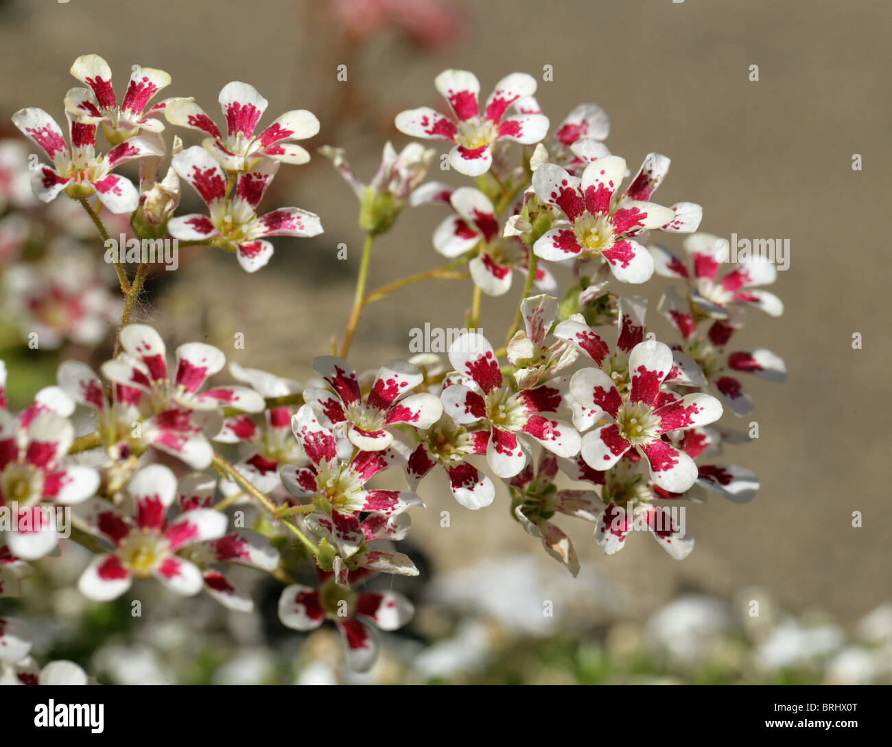 Saxifraga 'Southside Seedling', Saxifragaceae Stock Photo