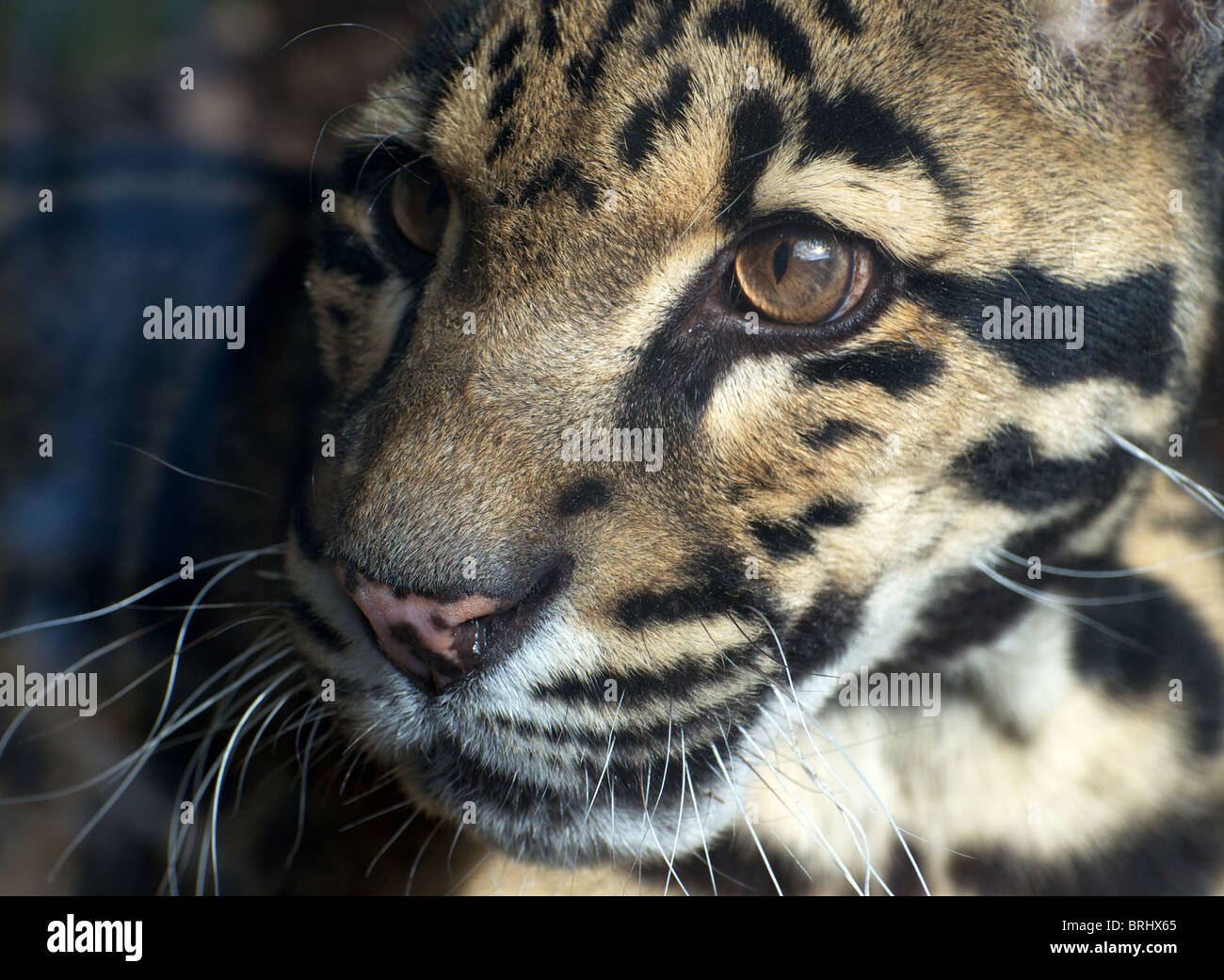 Male clouded leopard (headshot) Stock Photo