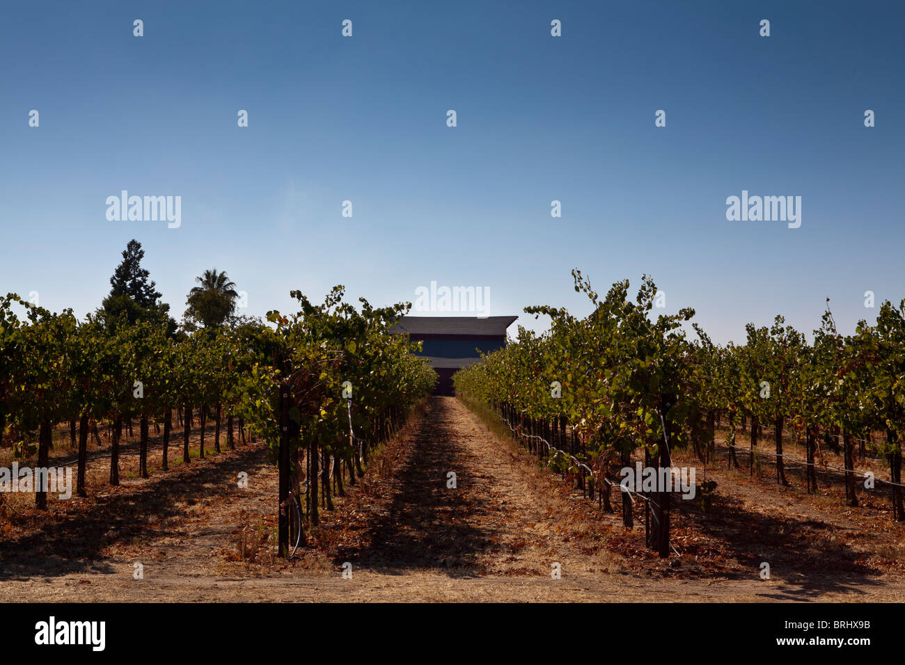 A barn amidst a vineyard in the Lodi California wine country Stock Photo