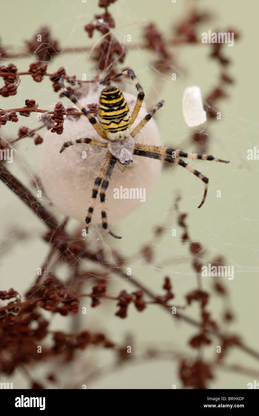 Wasp spider (Argiopope bruennich ) by cocoon Stock Photo