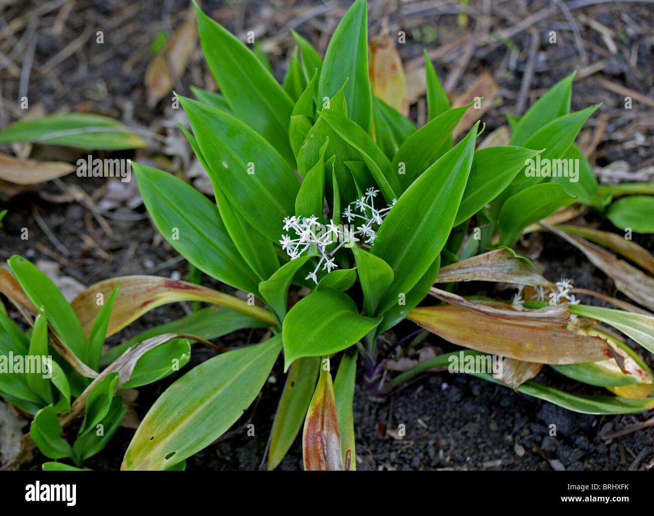 False Lily-of-the-Valley, Speirantha gardeni, Ruscaceae (Convallariaceae), China. Monotypic Plant (all alone in it's genus). Stock Photo