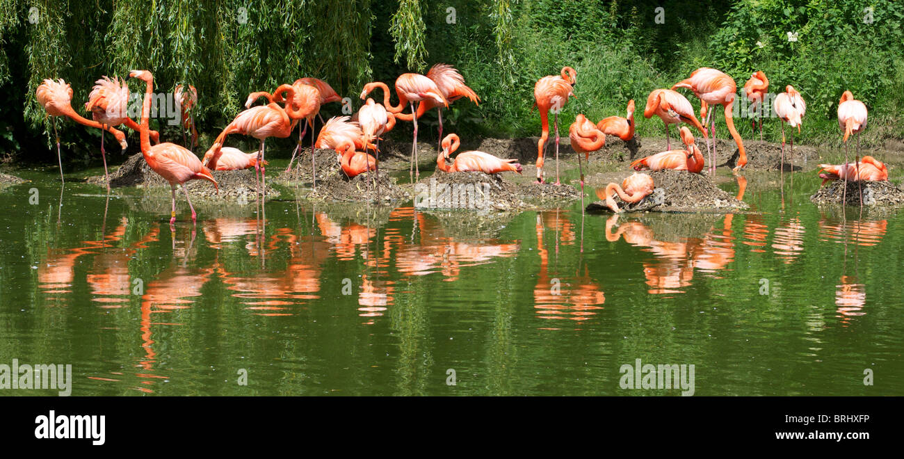 Caribbean flamingoes Stock Photo