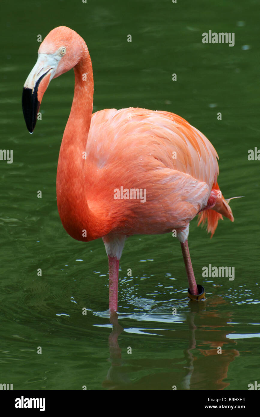 Caribbean flamingo Stock Photo