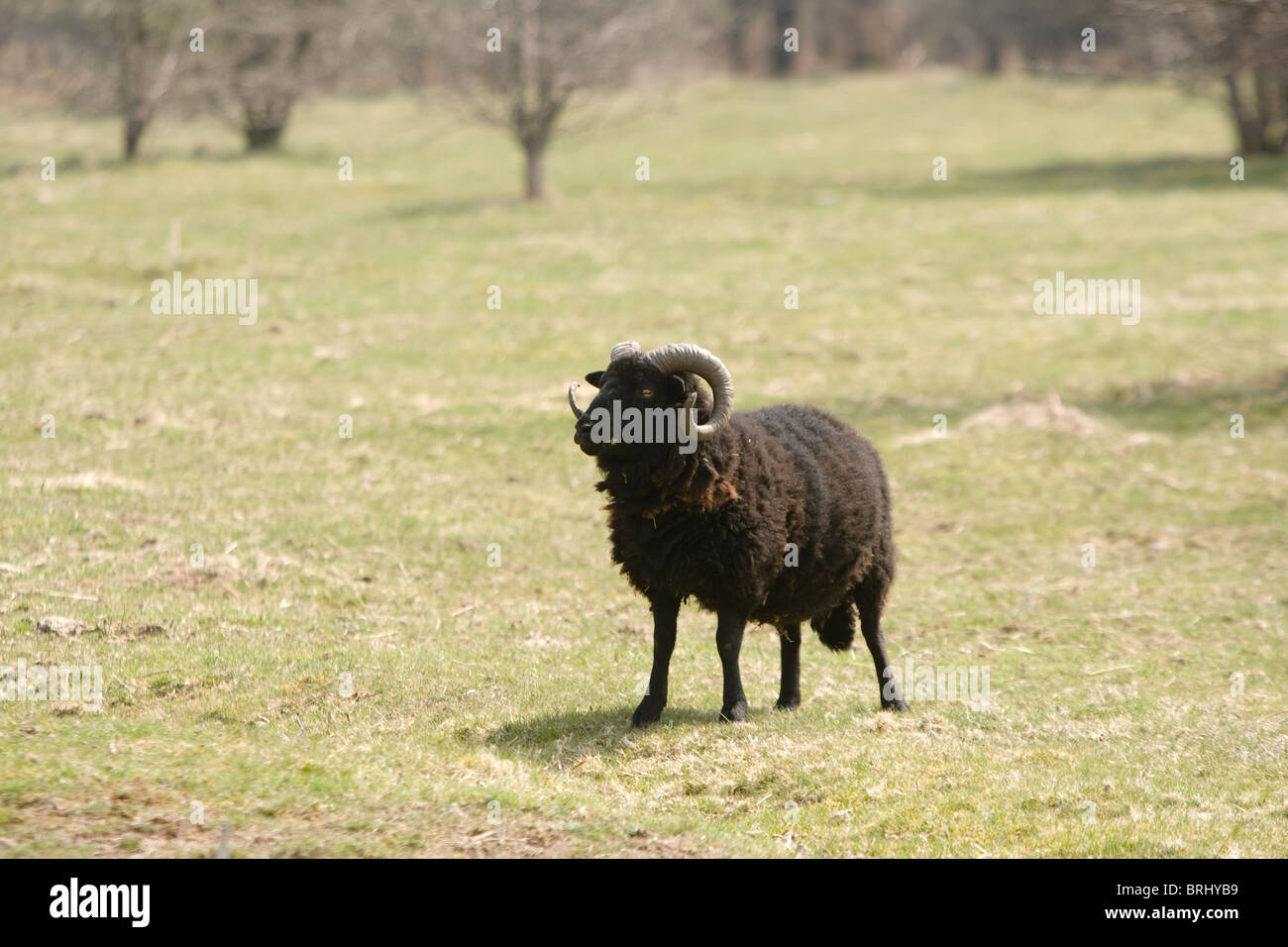 Black Welsh Mountain sheep Stock Photo Alamy