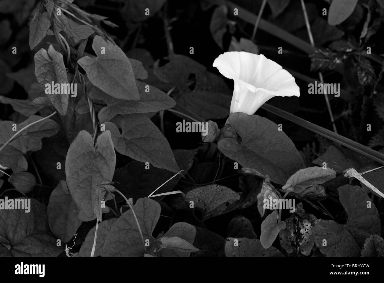 Calystegia sepium (Larger Bindweed, Hedge Bindweed, or Rutland beauty)(formerly Convolvulus sepium) Black and White. Stock Photo