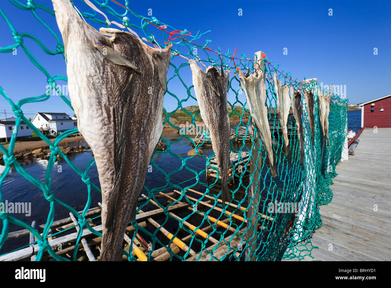 cod fishing nets Newfoundland cod net hi-res stock photography and images