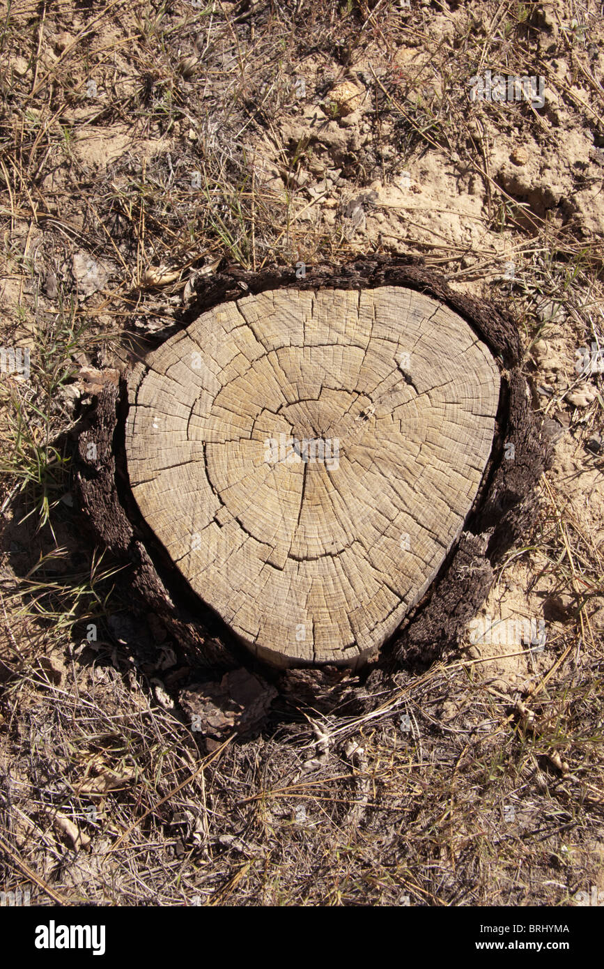 Growth rings. Growth rings (tree rings or annual rings) seen on a tree