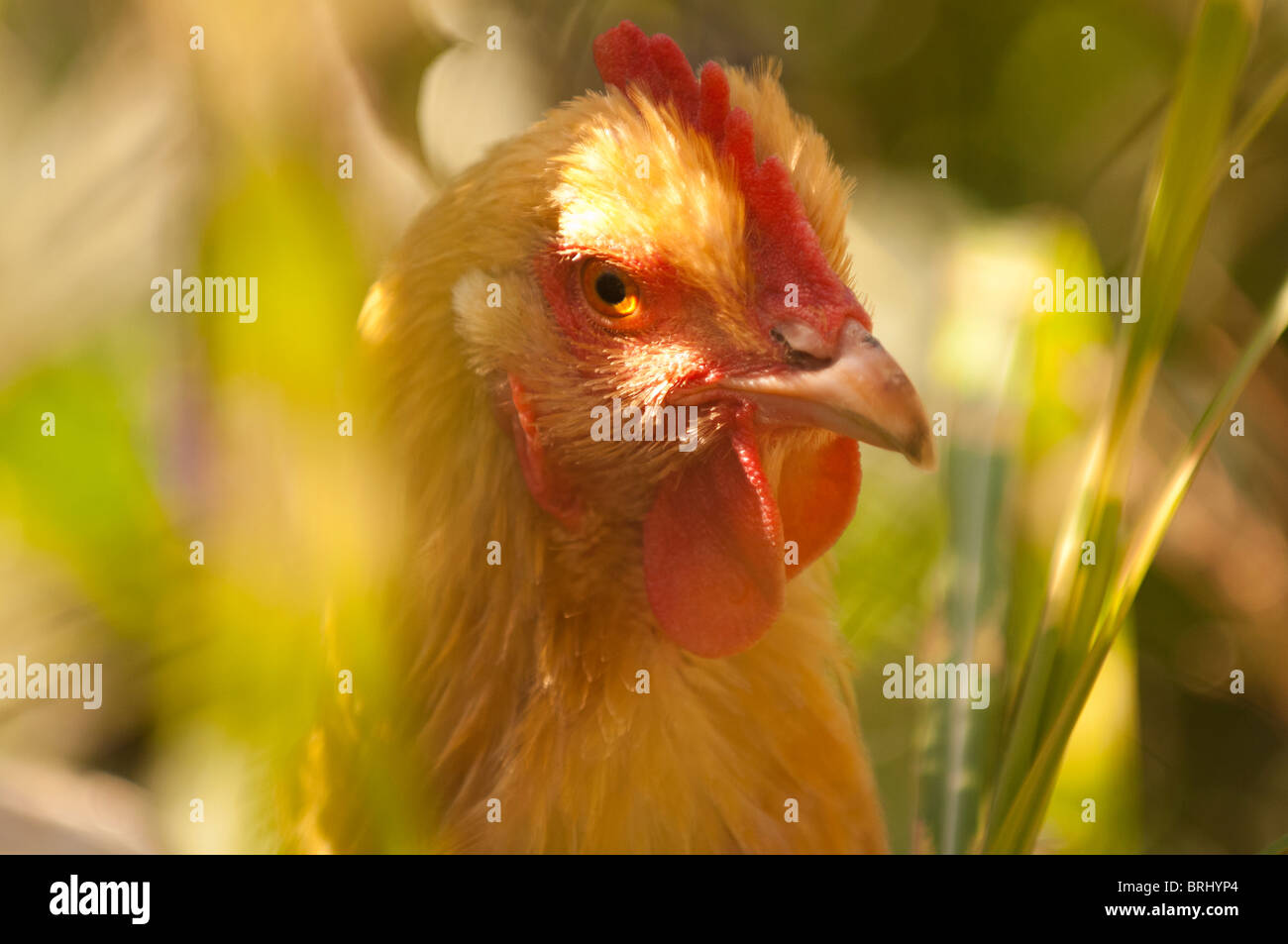 CHICKEN IN TALL GRASS Stock Photo