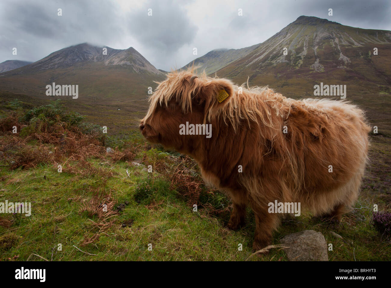 Highland cattle in front of the Cuillins mountains, isle of Skye, outer ...