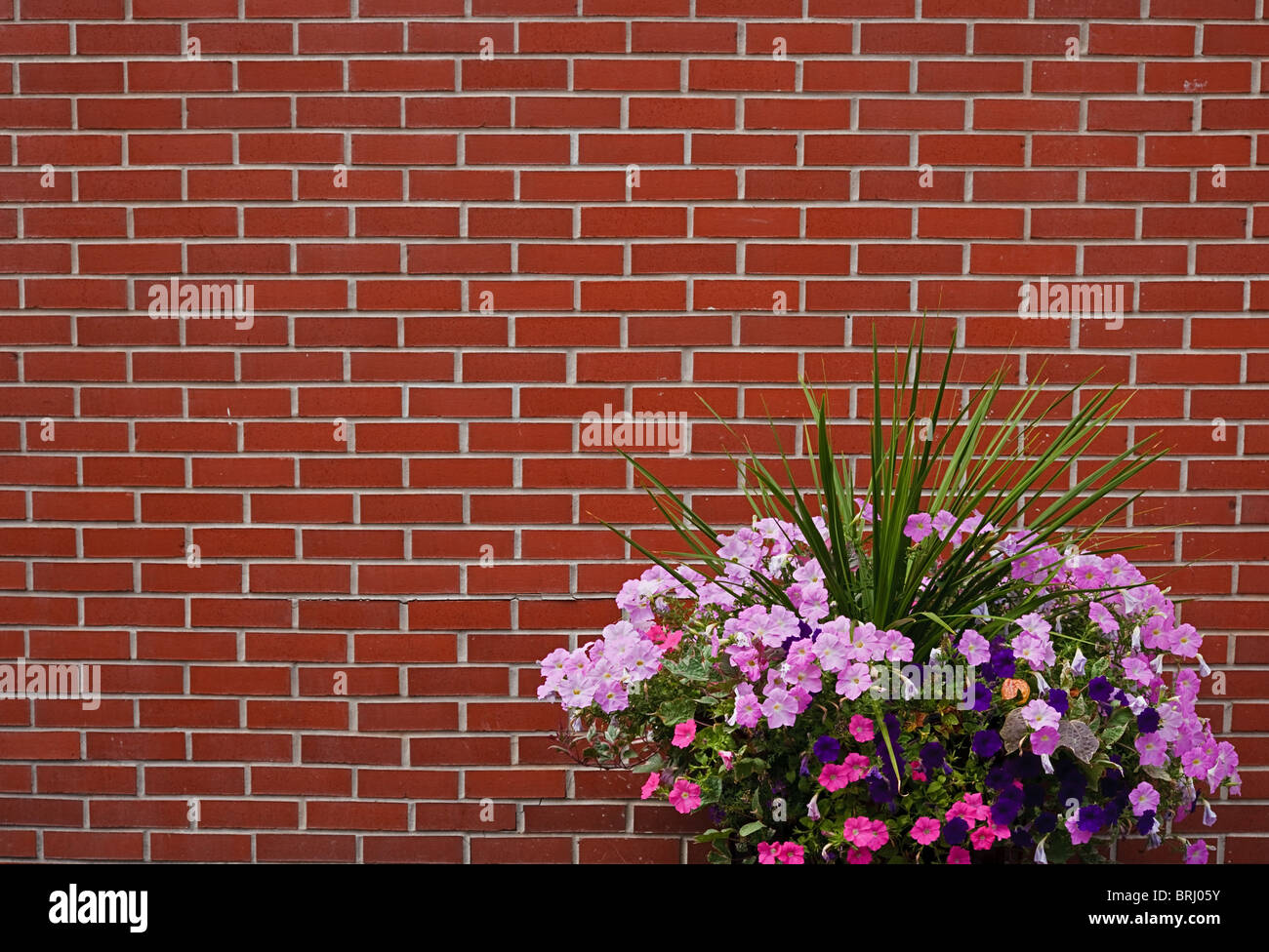 red brick wall and flowers Stock Photo Alamy