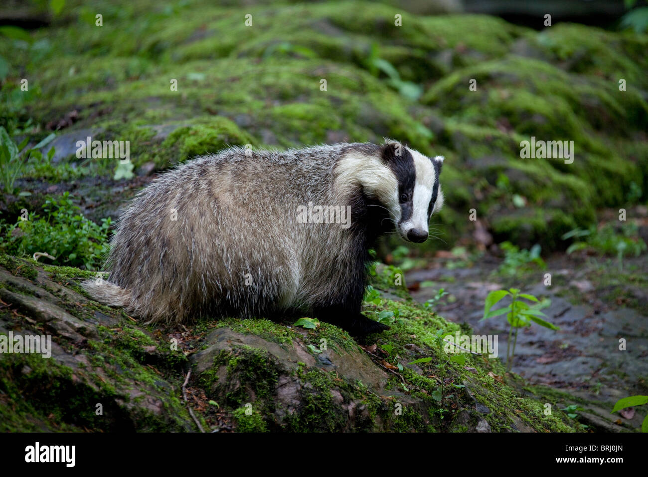 European badger (Meles meles) on rock in forest, Sweden Stock Photo