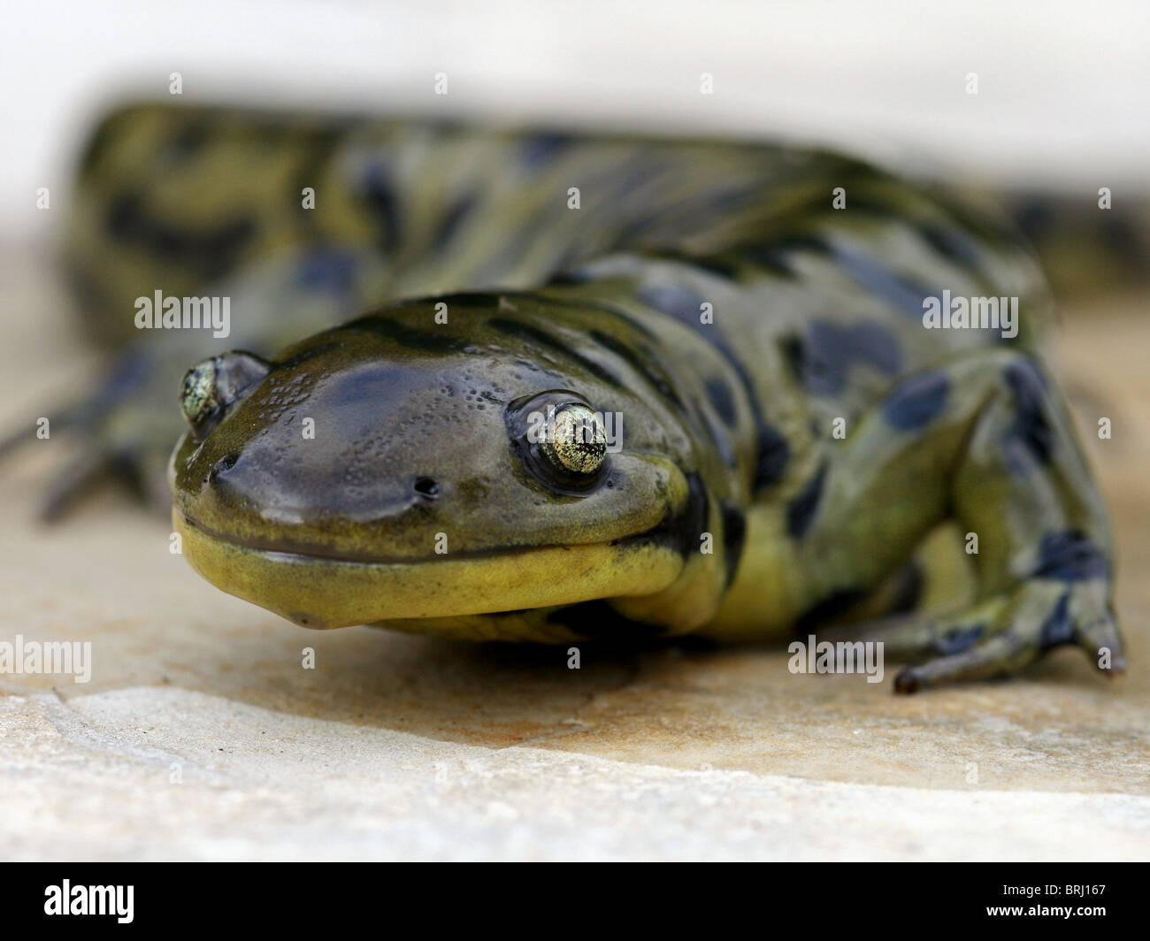 Blotched Tiger Salamander (Ambystoma mavortium melanostictum Stock