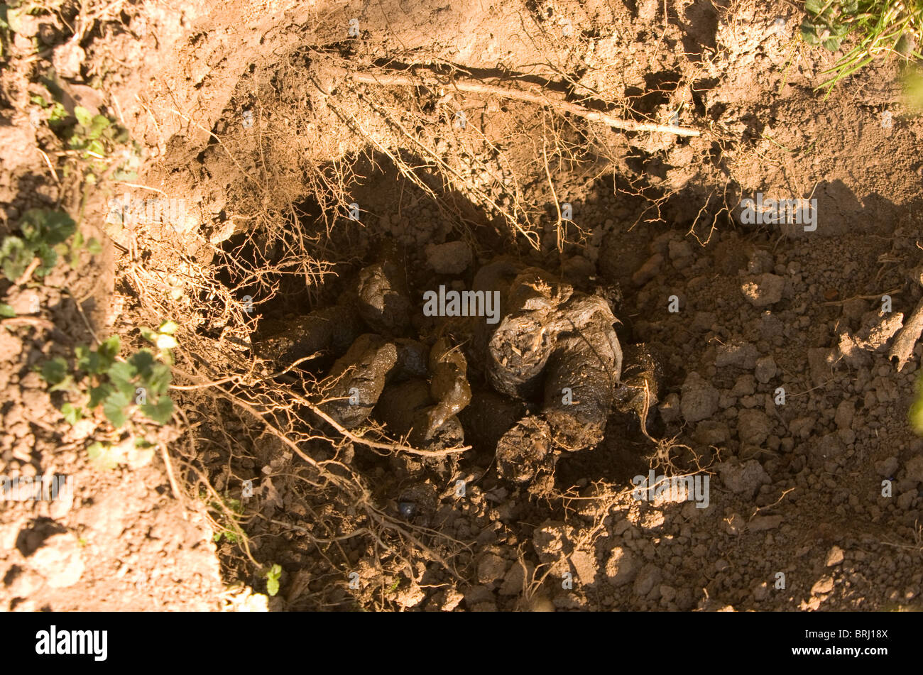 Badger latrine in Somerset field Stock Photo Alamy