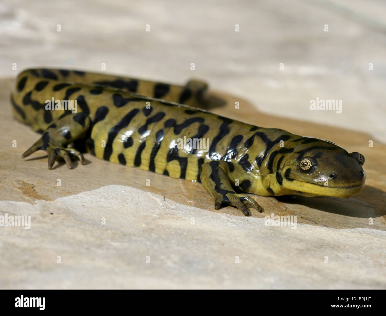 Blotched Tiger Salamander (Ambystoma mavortium melanostictum Stock