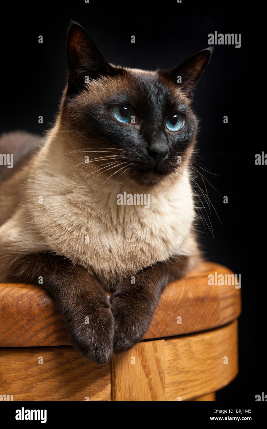 Seal Point Siamese cat lying on wooden stool Stock Photo