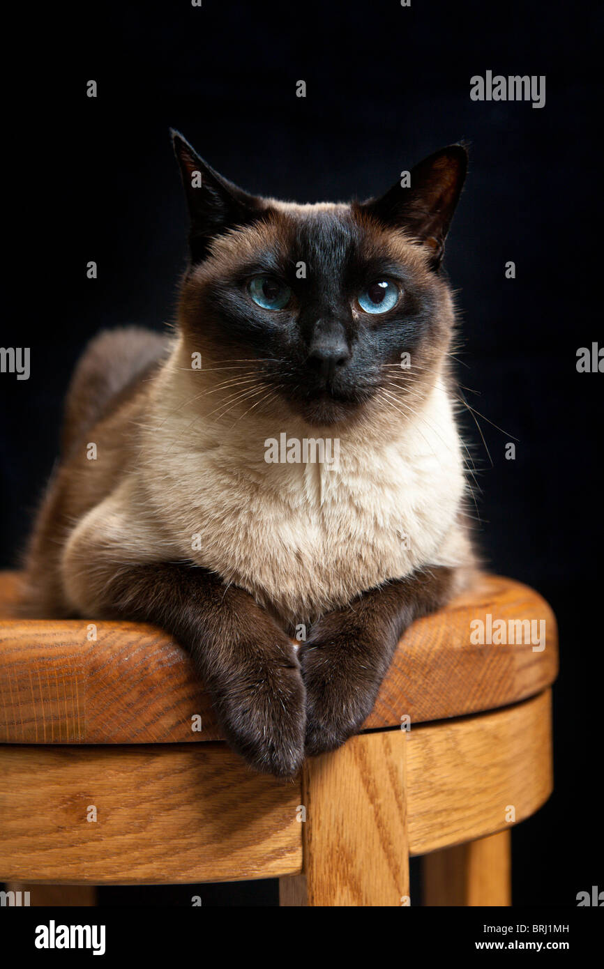 Seal Point Siamese Cat High Resolution Stock Photography and Images - Alamy