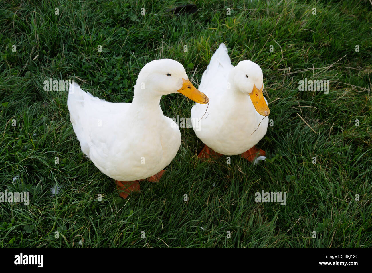 Two Pekin ducks feeding on grass on a Devon Farm south west England UK