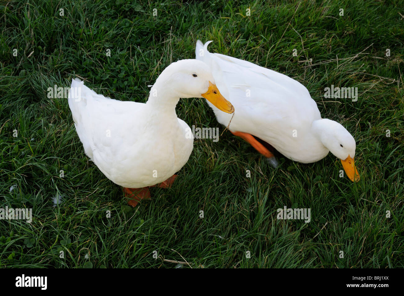Two Pekin ducks feeding on grass on a Devon Farm south west England UK