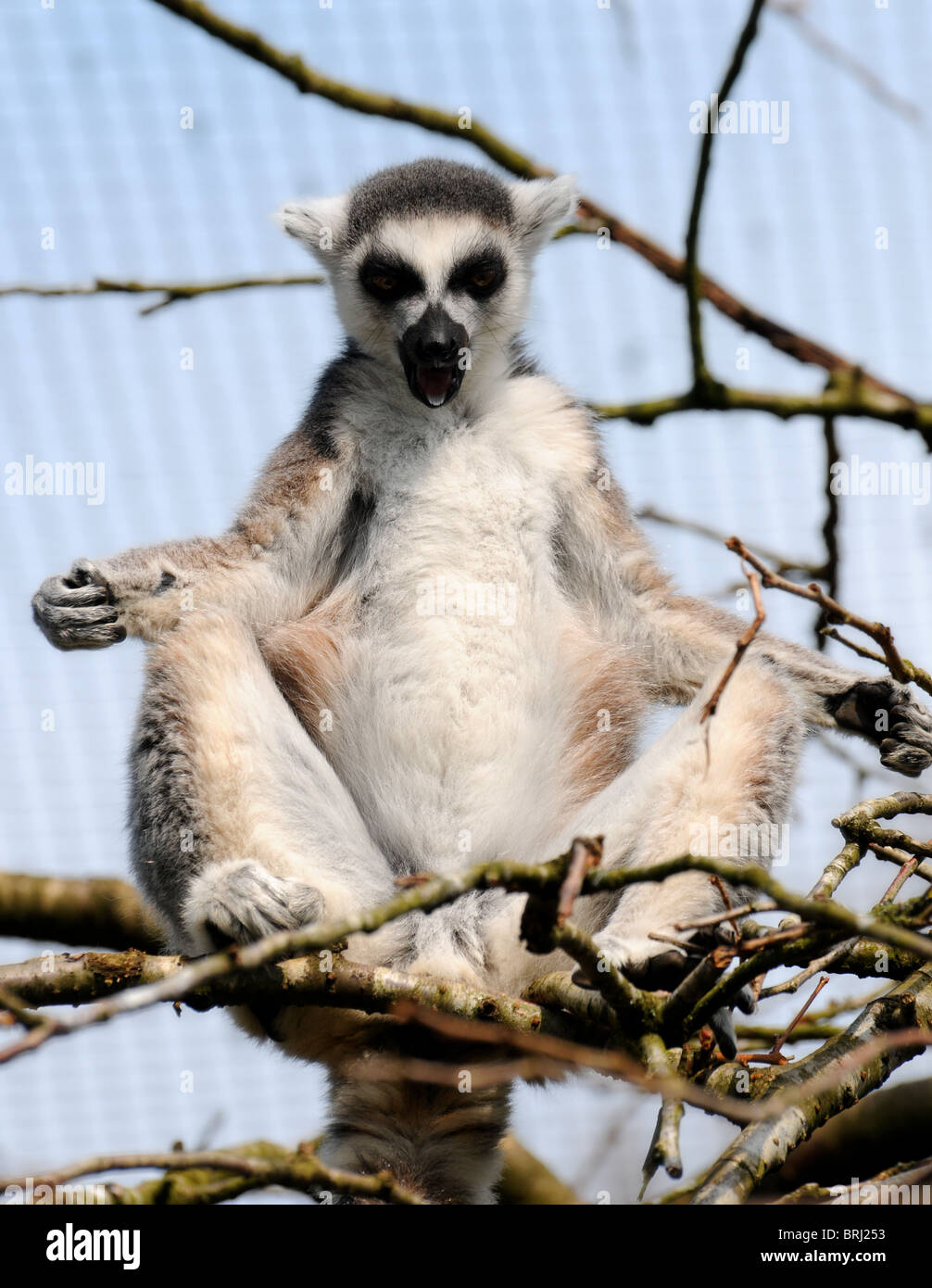 Ring-tailed lemur posing in a tree Stock Photo