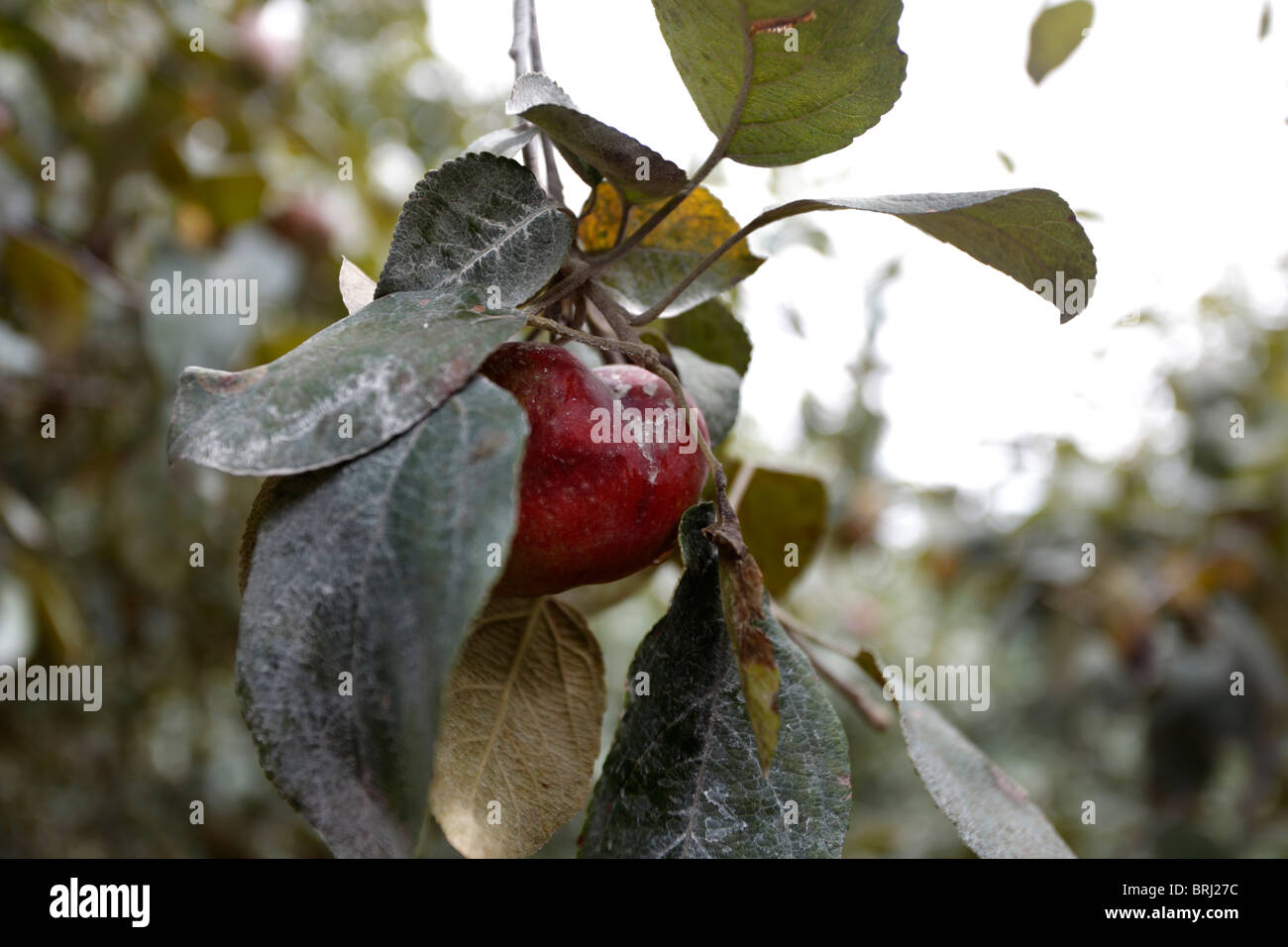 Apple on tree and leaves coated with kaolin as an insect repellent