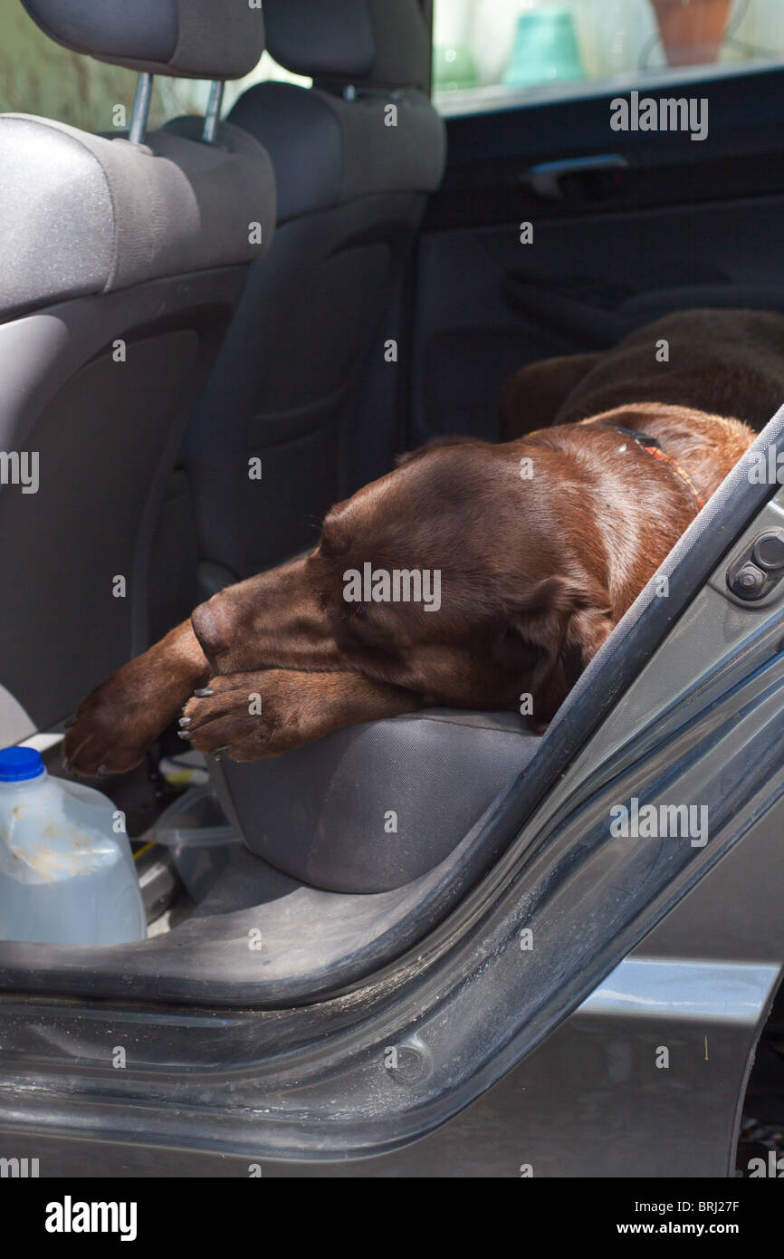 A chocolate lab that has been sedated for a teeth cleaning and can't get out of the car at home. Stock Photo