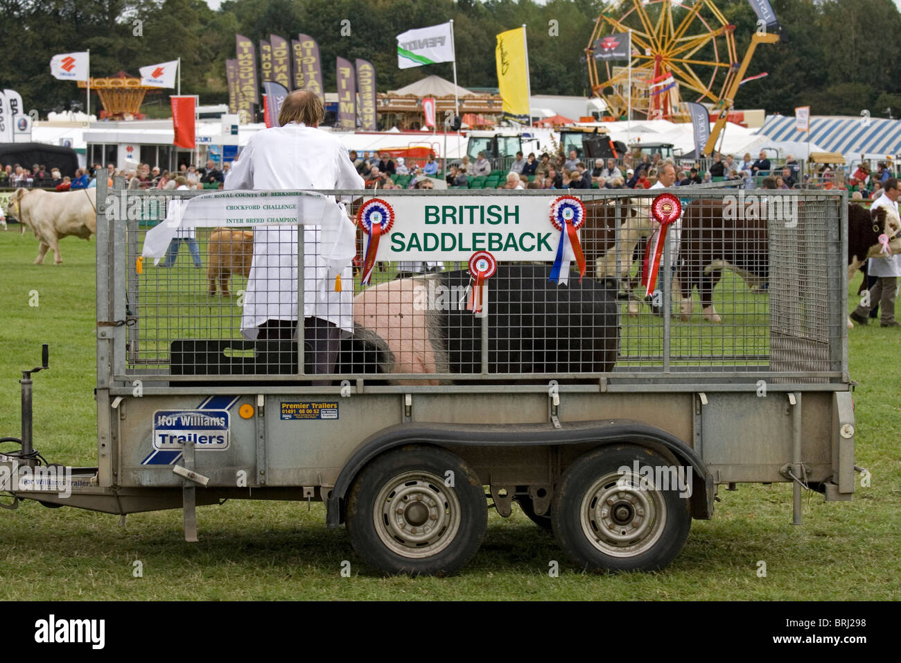 A trailer carrying a prize winning British Saddleback pig at the Royal Berkshire Agricultural Show, Berkshire, England Stock Photo