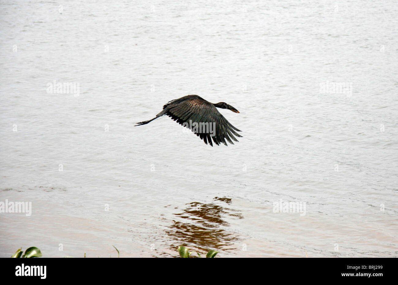 An openbill stork (Anastomus lamelligerus) flying over water, Uganda Stock Photo