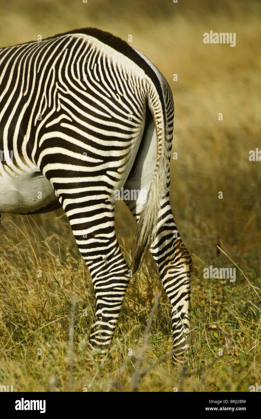 Zebra Tail Stock Photos & Zebra Tail Stock Images Alamy