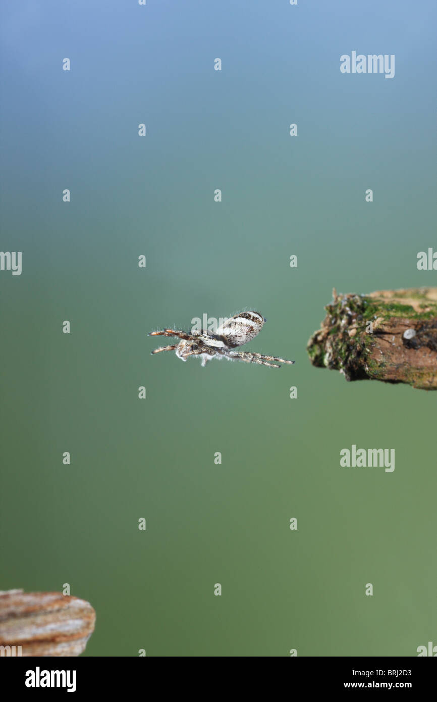 Zebra jumping spider ( Salticus scenicus ) Jumping Stock Photo