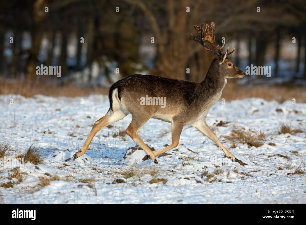 Fallow deer stag (Cervus dama / Dama dama) running in forest in the snow in winter, Denmark Stock Photo