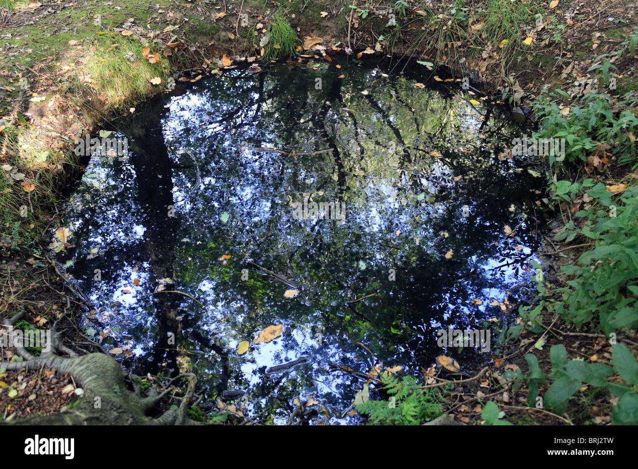 Bomb craters and trenches from World War I visible at Sanctuary Wood, Hill 62, near Ypres (Ieper) Belgium. Stock Photo