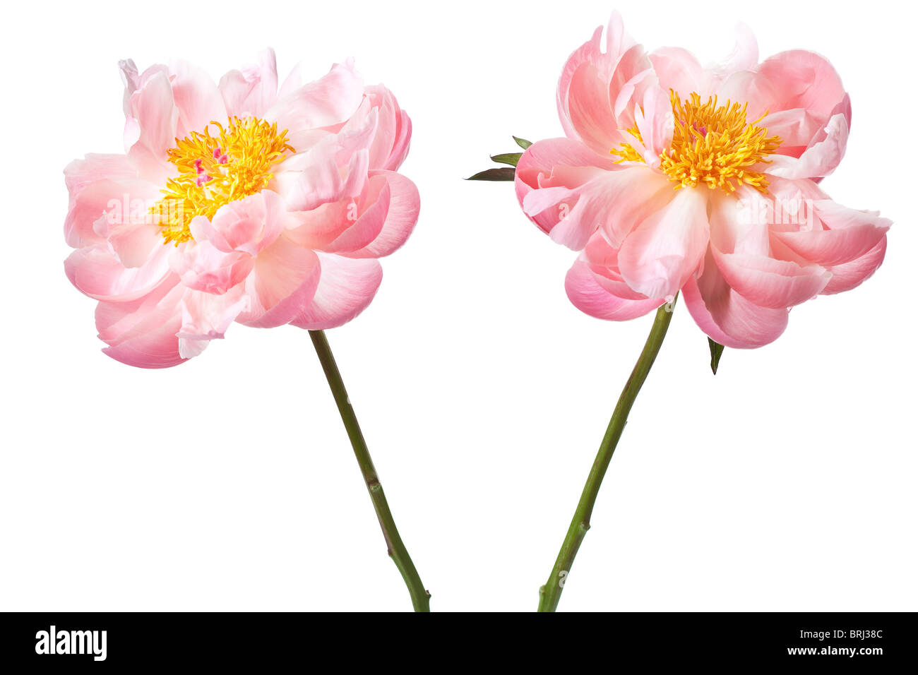 Peony Blossom isolated on a white background Stock Photo - Alamy