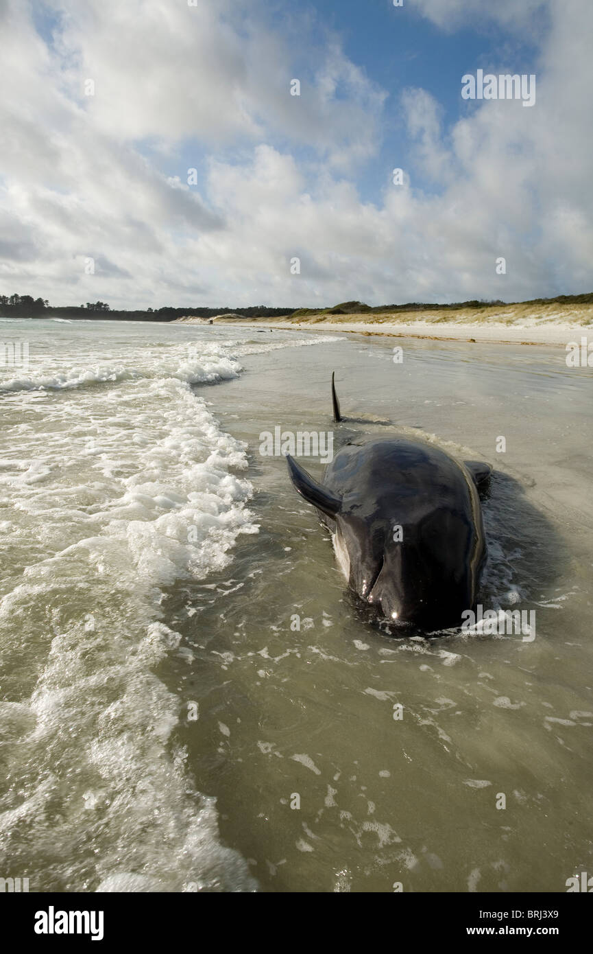 Pilot whale stranded at Rarawa Beach, Northland, New Zealand Stock Photo