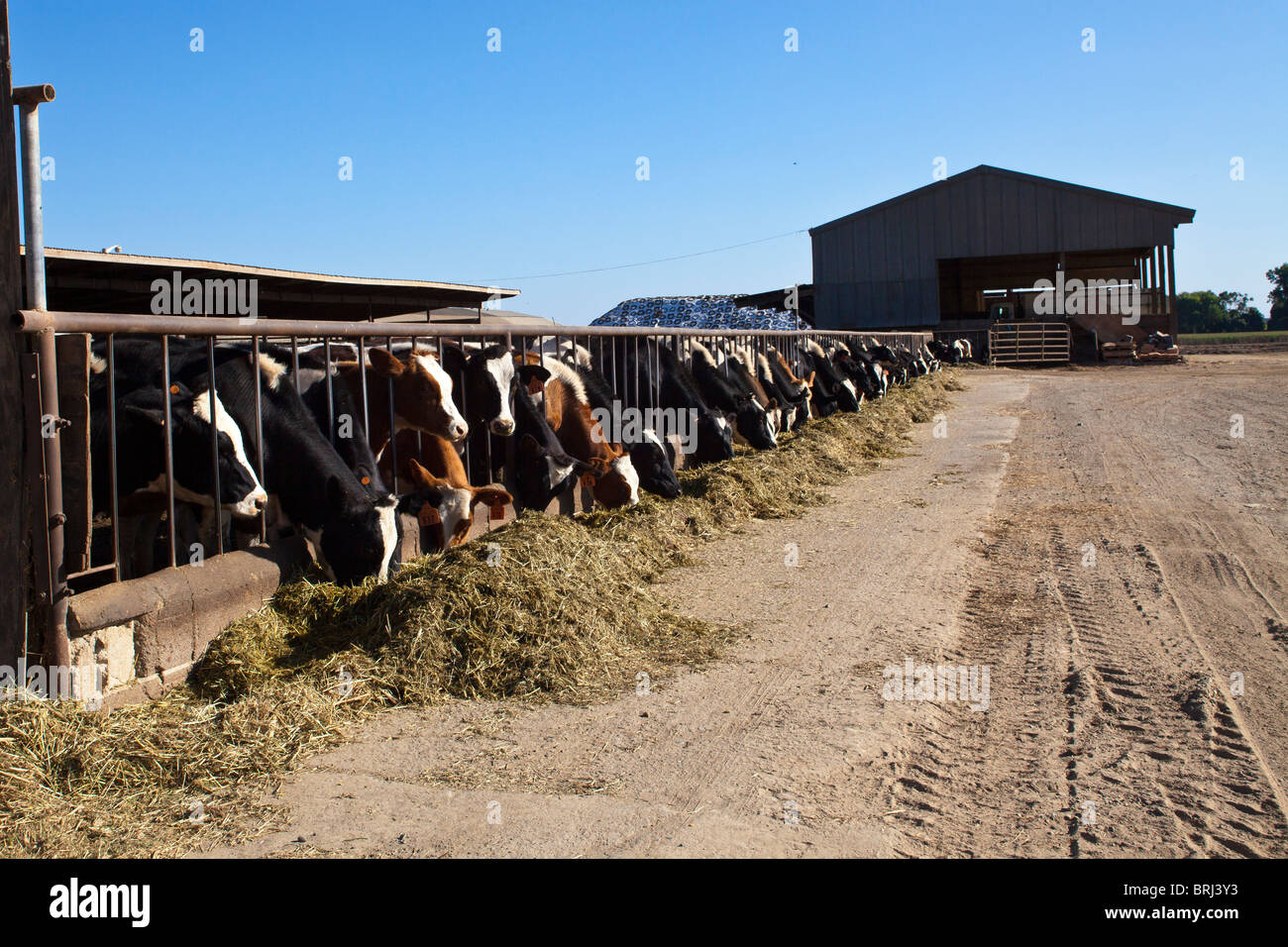Cows enjoying their dinner on a dairy farm near Lodi California Stock Photo